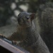 My Squirrel Friend by bjchipman