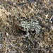 Tiny Toad by bjchipman