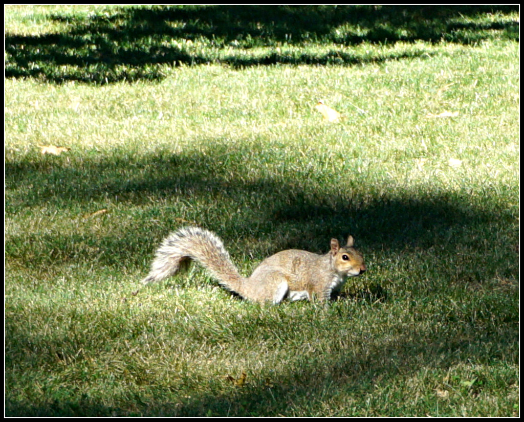 Sunday Squirrel by allie912