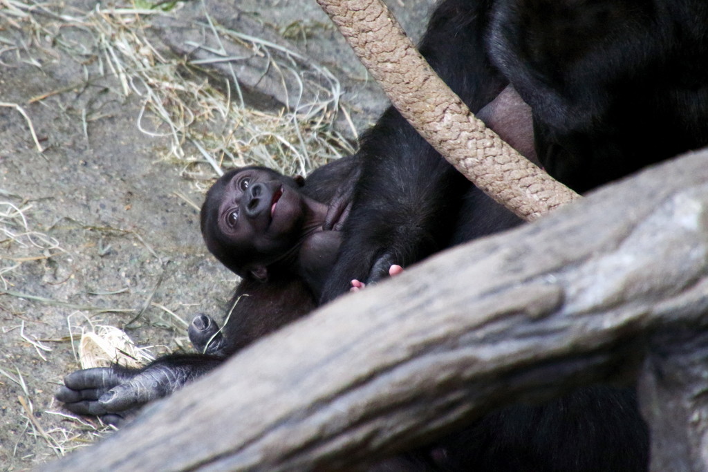 Gorilla Baby by randy23