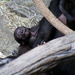 Gorilla Baby by randy23