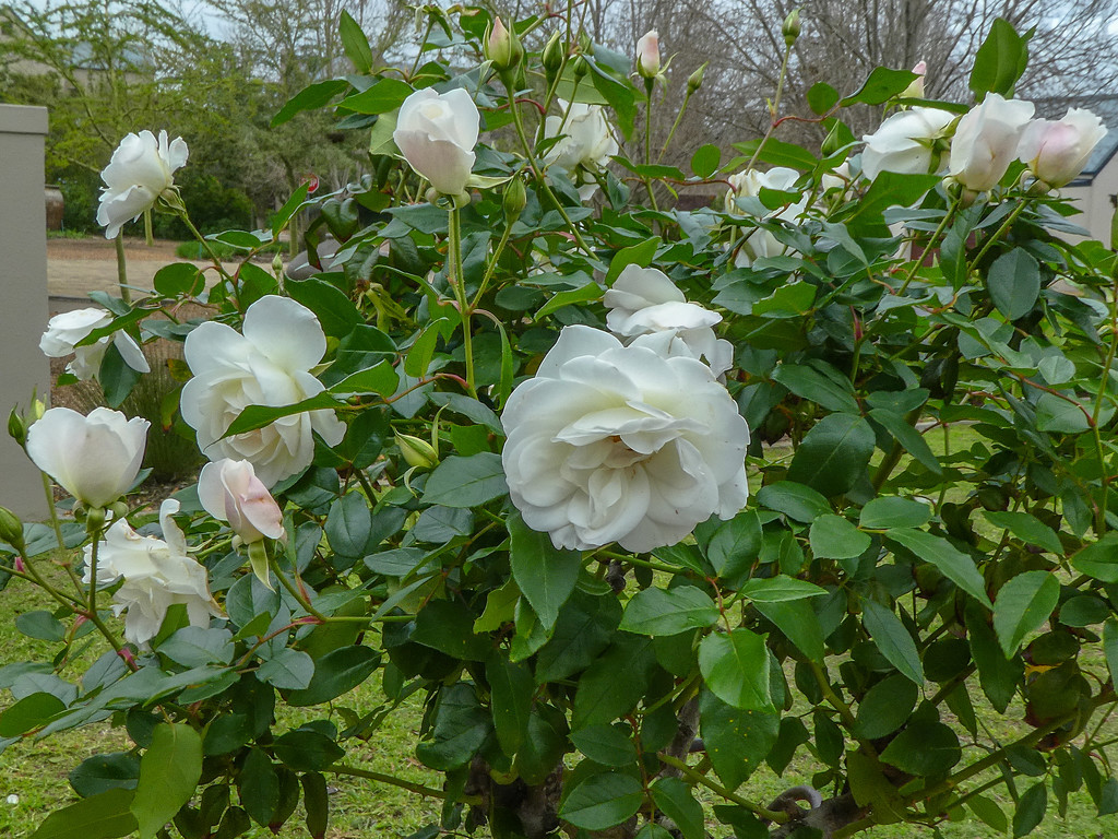 One of the Rose stems by ludwigsdiana