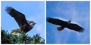 8th Jul 2018 - 08-07 bald eagle