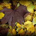 Autumnal by dide