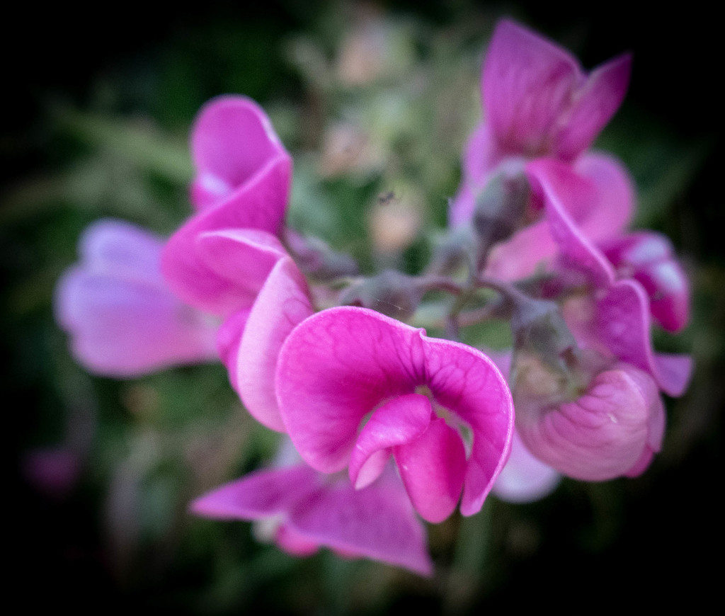 Sweet peas in the wild...... by susie1205