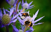 9th Jul 2018 - Two Bee or not to Be....