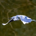 Juvenile Little Blue Heron by jnorthington