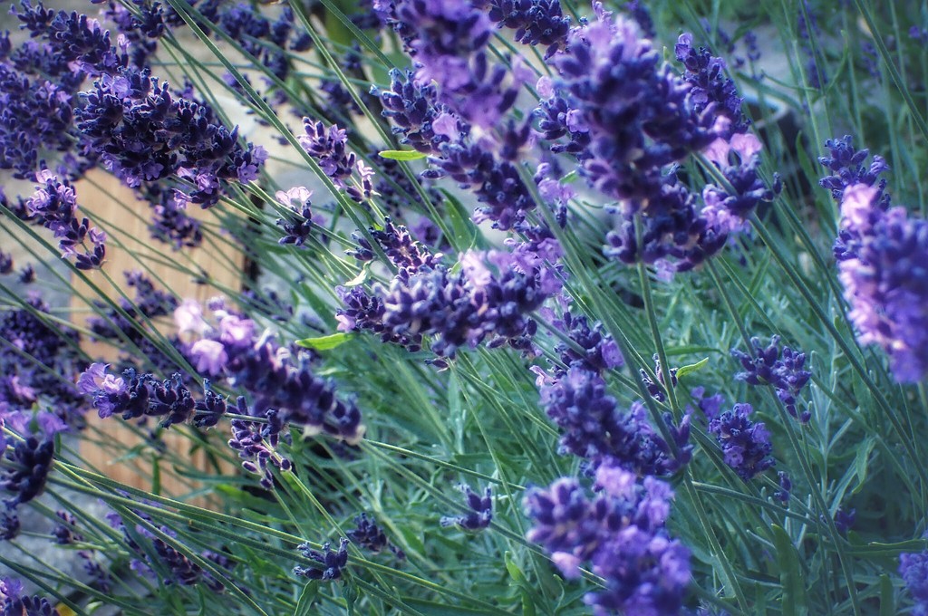 Lavender by mattjcuk