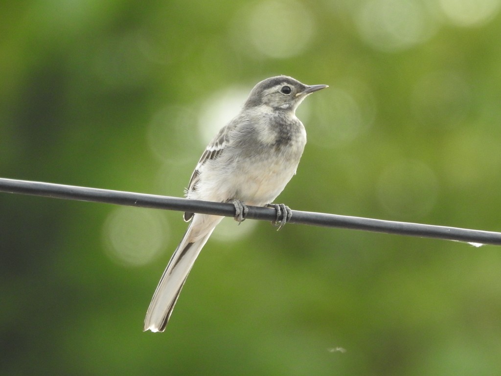 Young Pied Wagtail by oldjosh