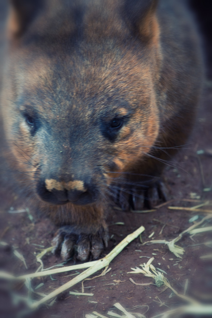 Southern Hairy Nosed Wombat by annied