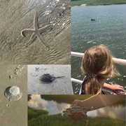 9th Jul 2018 - Dolphins, crabs, and jellyfish...oh my!