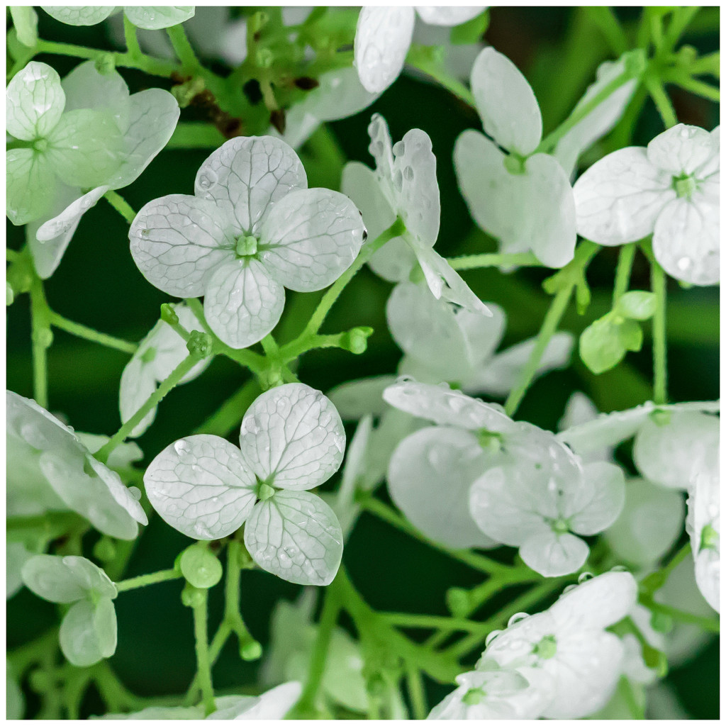 white flower July-1 by jernst1779