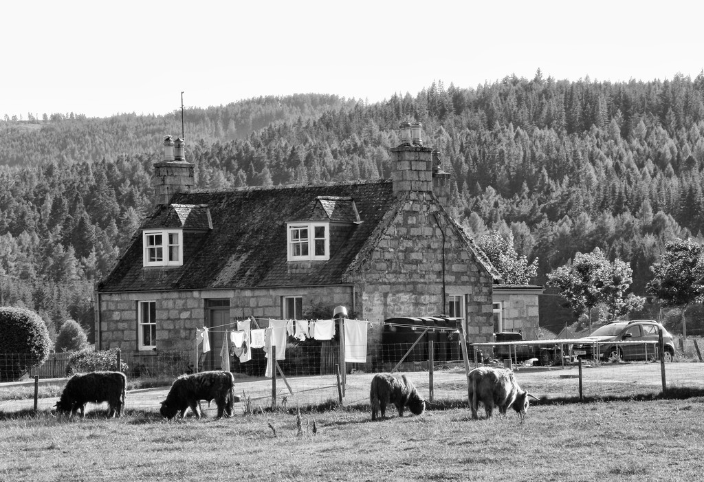Cottage and Coos by jamibann