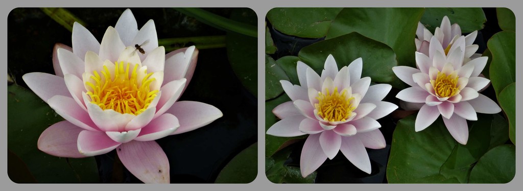 Water lilies by beryl