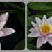 Water lilies by beryl