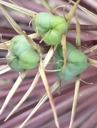 28th Jun 2018 - Allium Seedhead
