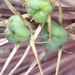 Allium Seedhead by cataylor41