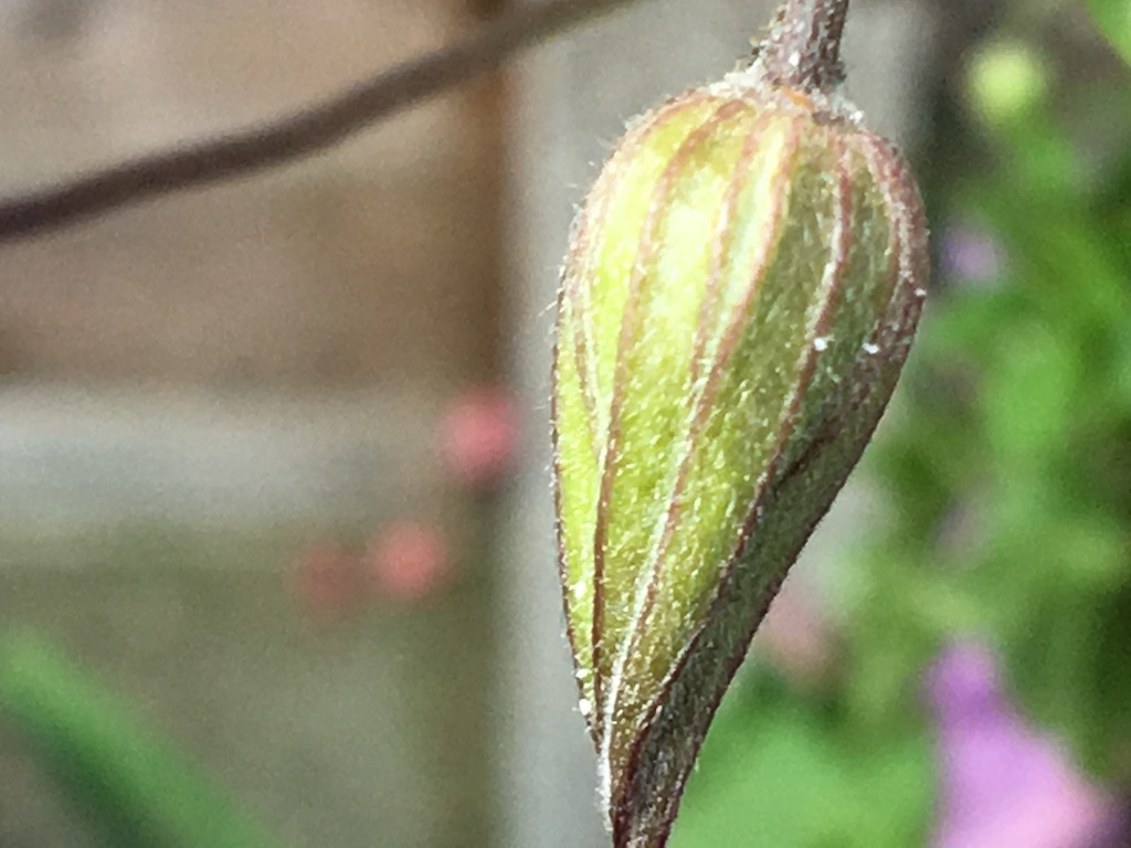 Clematis Flower Bud by cataylor41