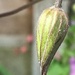 Clematis Flower Bud by cataylor41