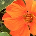 Nastrusum Flower by cataylor41