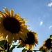 Sun flowers by vincent24