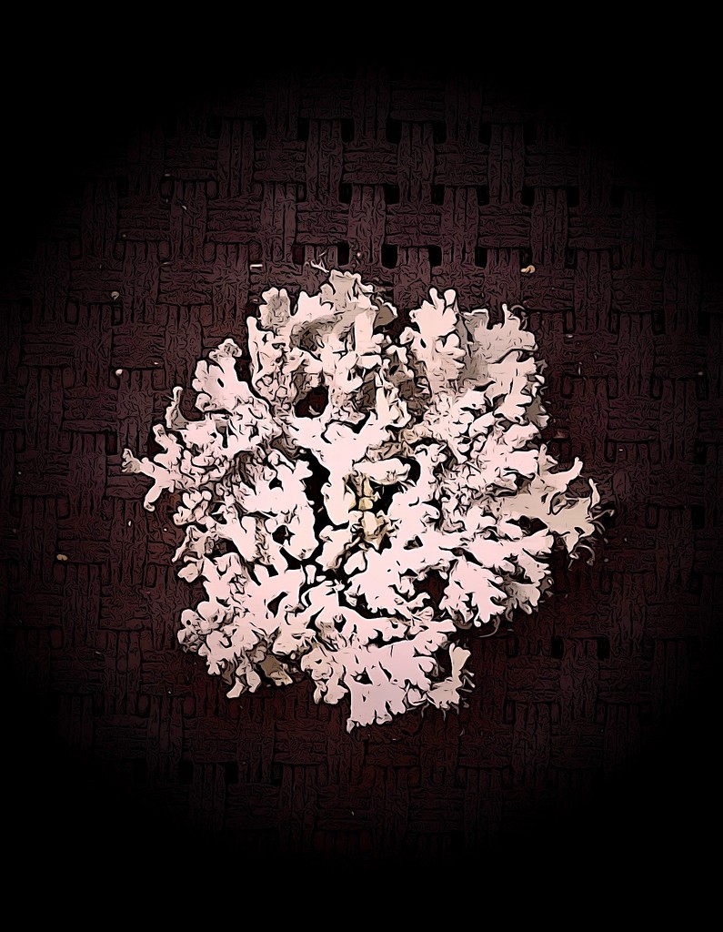 Lichen by maggiemae