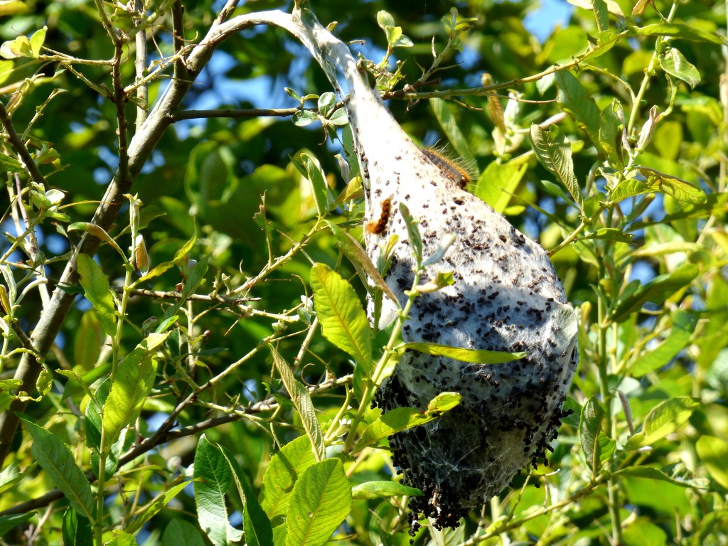 Small Eggar Moth nest by julienne1