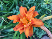 9th Jul 2018 - Double Lily