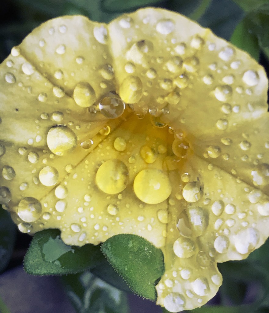 Day 296:  Freshly Watered by sheilalorson