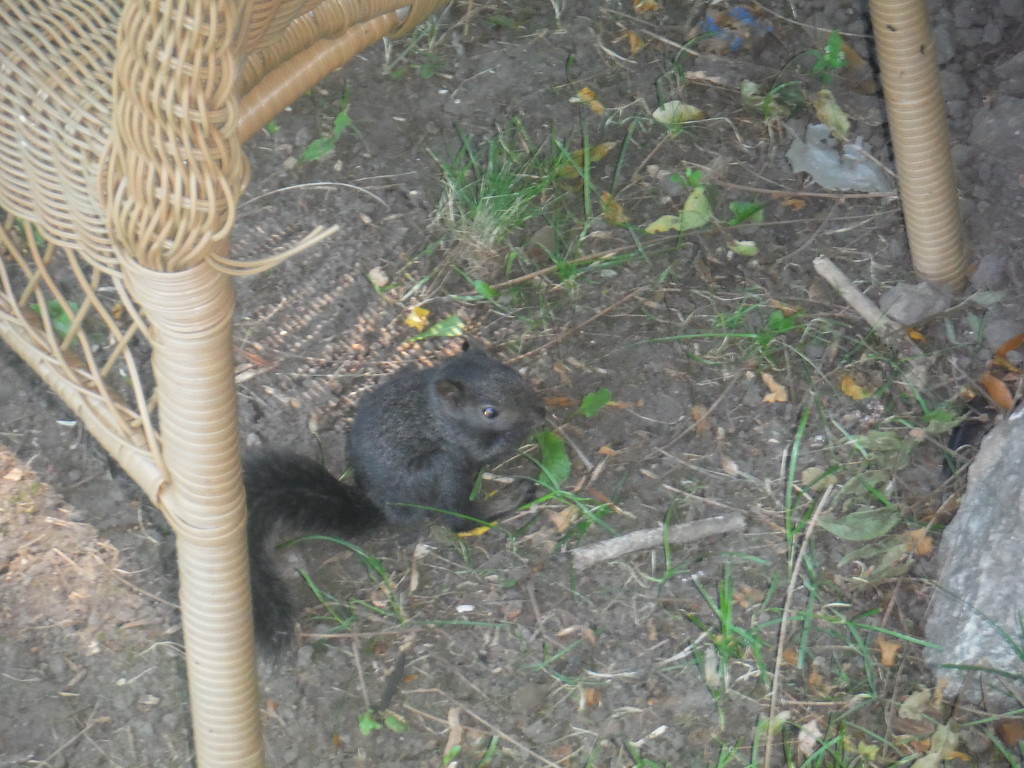 Baby Squirrel by spanishliz