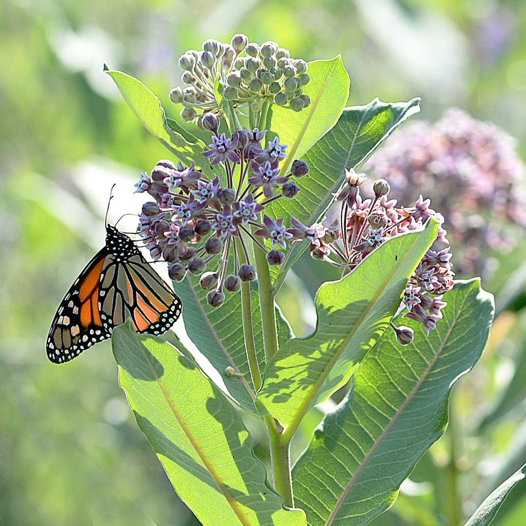 Monarch on milkweed! by fayefaye