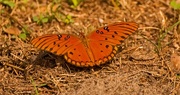9th Jul 2018 - Gulf Fritillary Butterfly on the Ground!