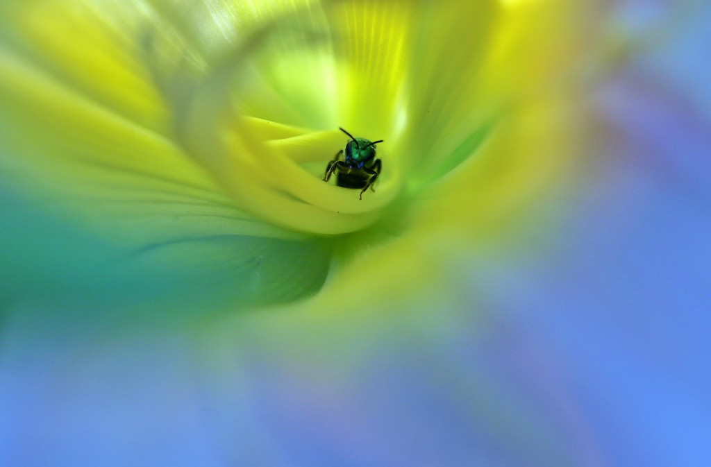 Little Bug In A Lily by lynnz