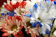 8th Jul 2018 - Red, white and blue flowers