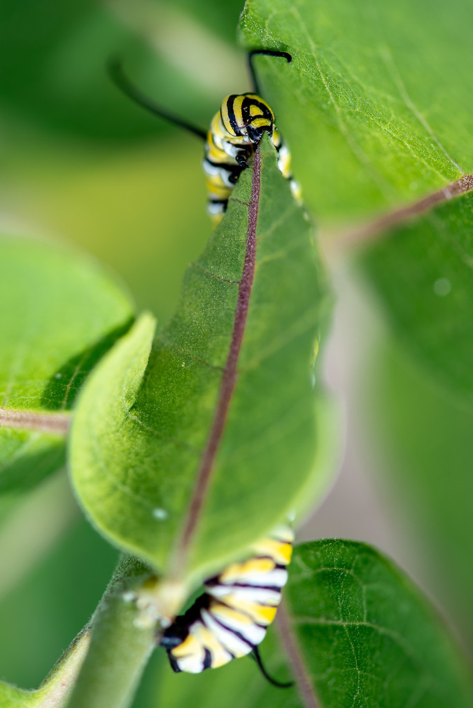 Shy Caterpillar by taffy