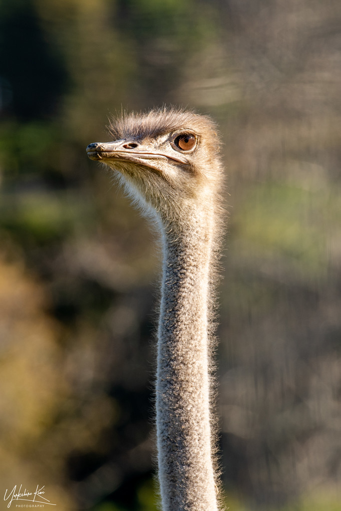 Ostrich by yorkshirekiwi