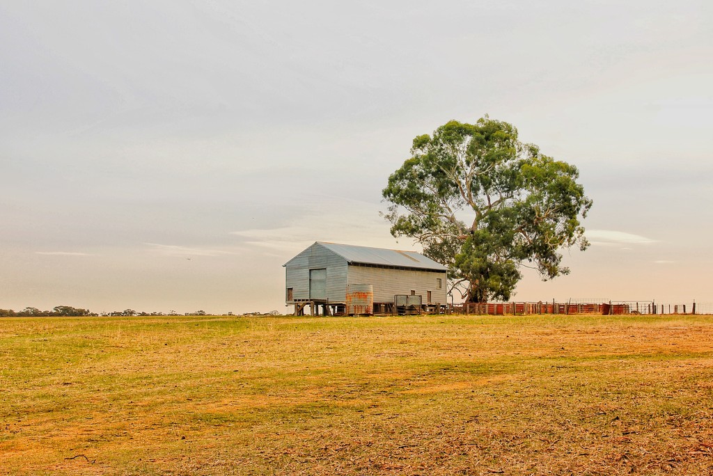The shearing shed by leggzy