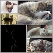 9th Jul 2018 - A collage of cats