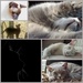 A collage of cats by suzanne234