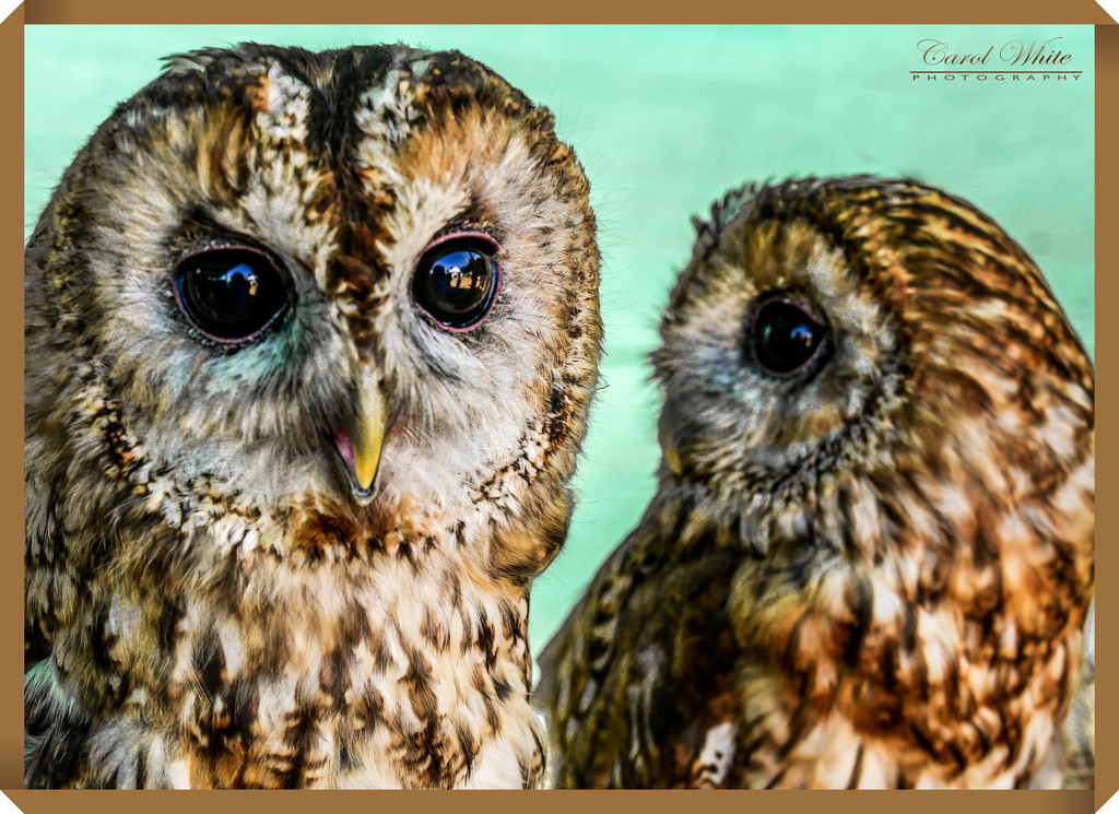 Tawny Owls by carolmw
