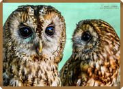 10th Jul 2018 - Tawny Owls