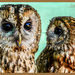 Tawny Owls by carolmw