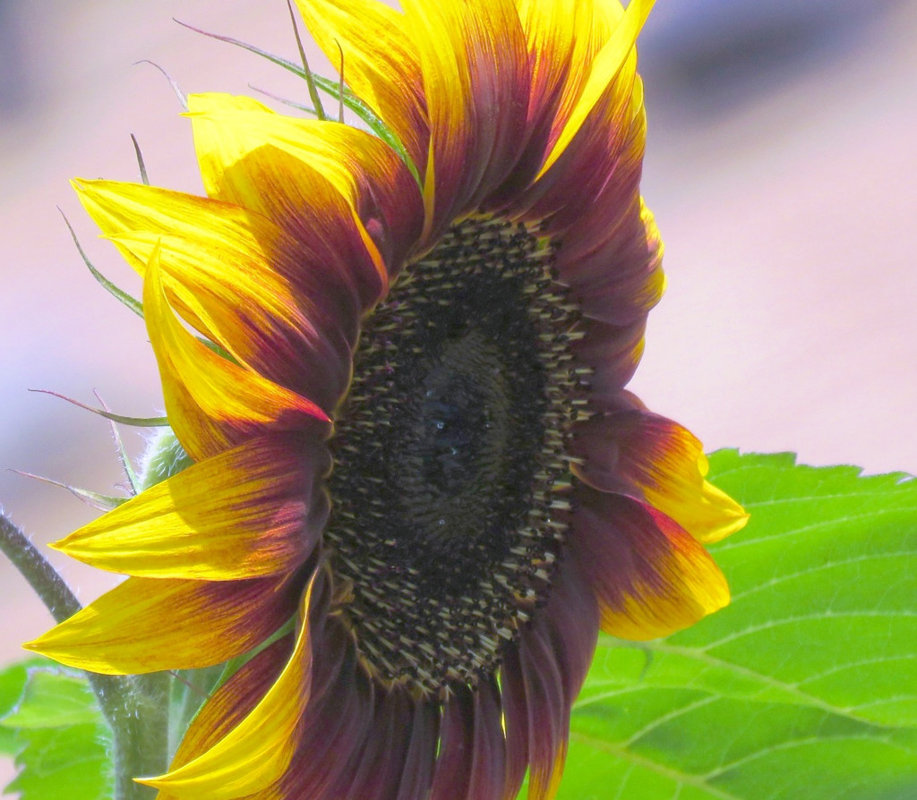 Sunflower  by seattlite