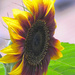 Sunflower  by seattlite