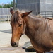 0704_2208 It's a zorse by pennyrae