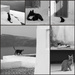 cats of santorini bw by blueberry1222