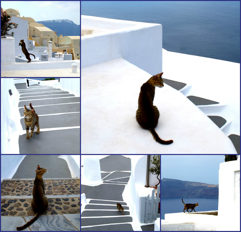 cats of santorini by blueberry1222