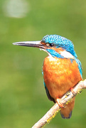 10th Jul 2018 - Male Kingfisher