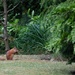 Red Squirrel antics by jamibann