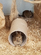 10th Jul 2018 - Degu